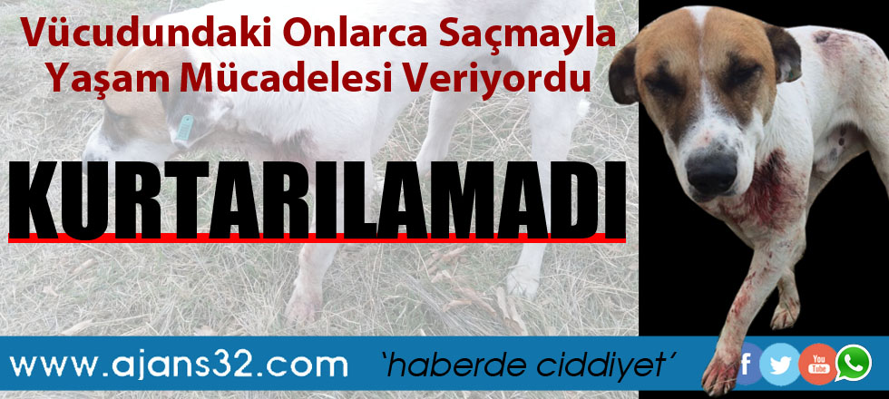 Canice Vurulan Köpek Kurtarılamadı!