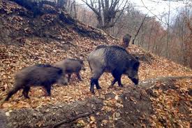 Çevre İl Müdürlüğü sürek avına çıkıyor