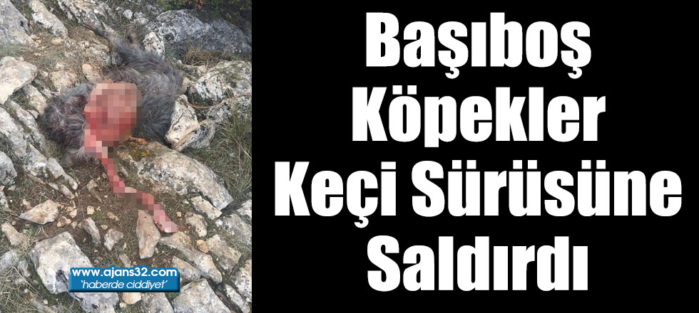 Başıboş Köpekler Keçi Sürüsüne Saldırdı