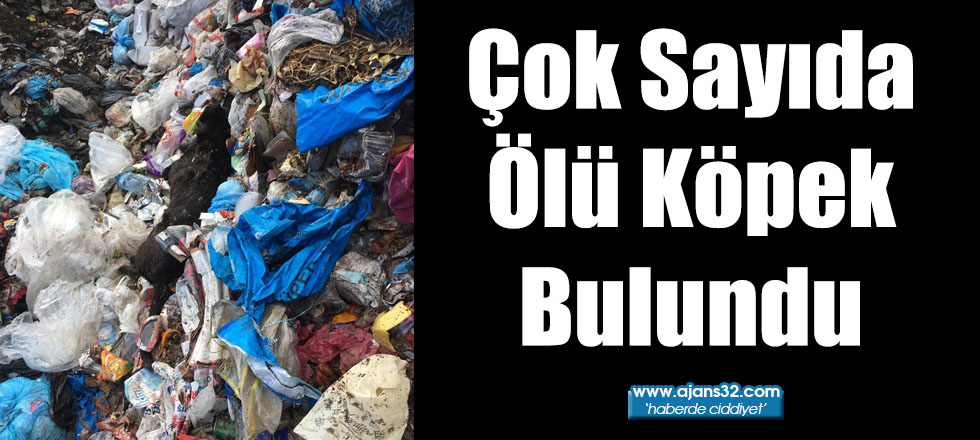 Çok Sayıda Ölü Köpek Bulundu