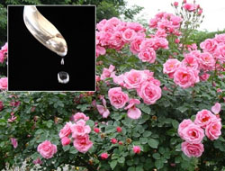 Kabe'nin Gül Kokusuna Isparta Talip