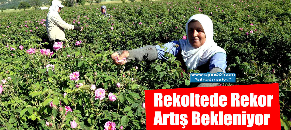 Rekoltede Rekor Artış Bekleniyor