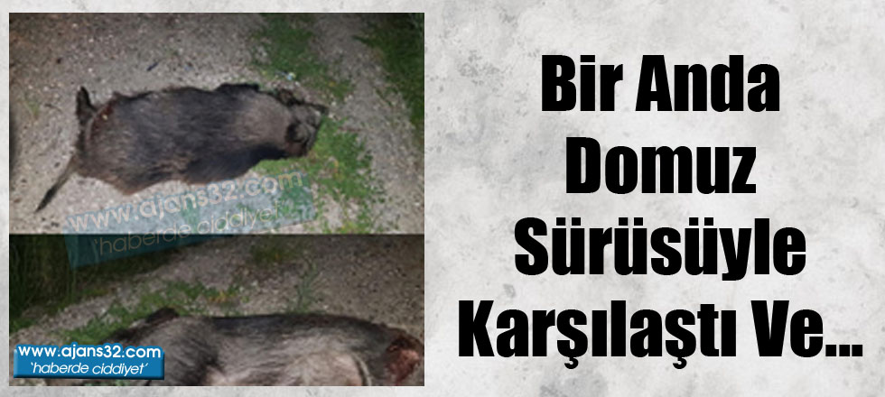 Bir Anda Domuz Sürüsüyle Karşılaştı Ve...