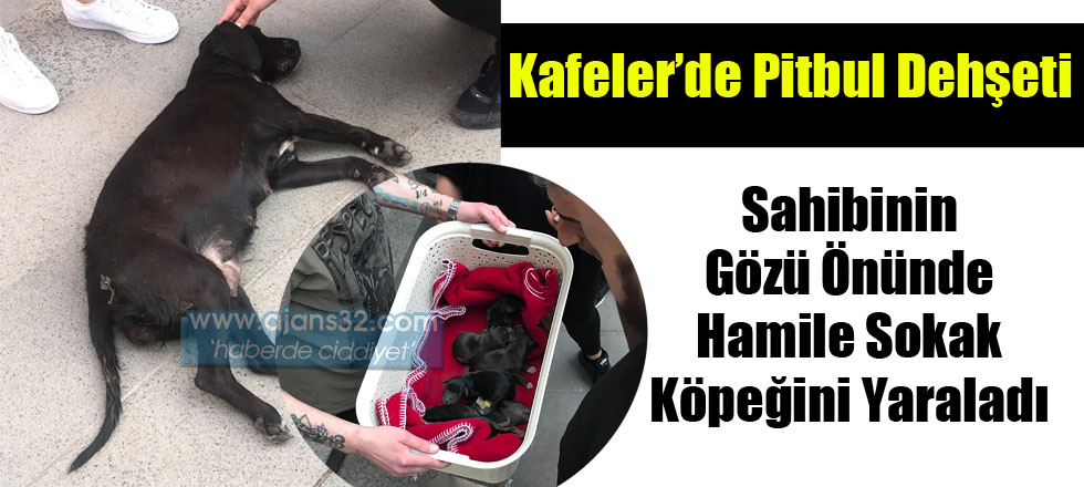 Kafelerde Pitbul Dehşeti