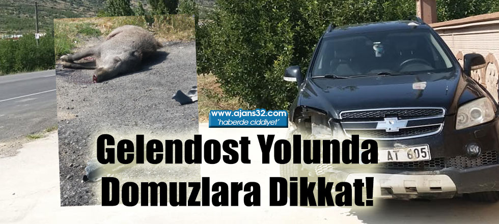 Gelendost Yolunda Domuzlara Dikkat!