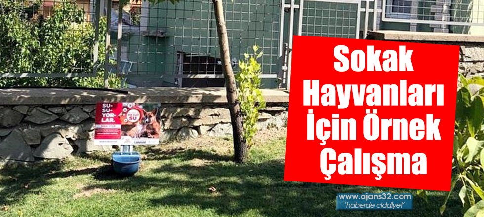 Sokak Hayvanları İçin Örnek Çalışma