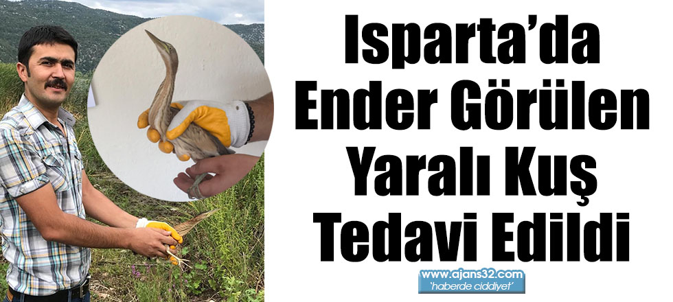 Isparta’da Ender Görülen Yaralı Kuş Tedavi Edildi