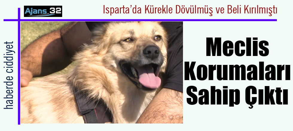 Kürekle Dövülen Köpeğe Meclis Korumaları Sahip Çıktı