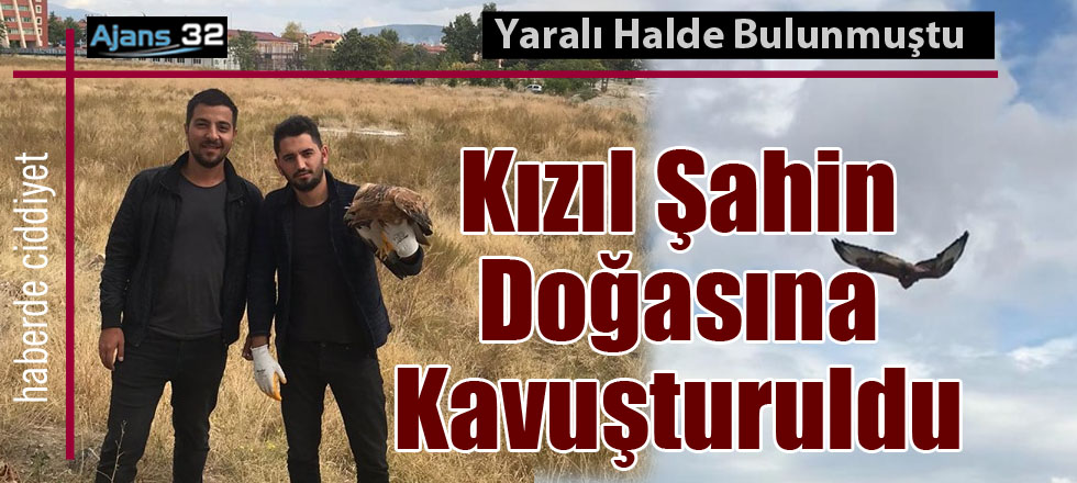 Kızıl Şahin Doğasına Kavuşturuldu