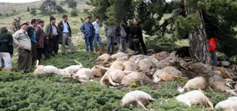 '4 Bin Küçükbaş Hayvanımız Zehirlendi!'