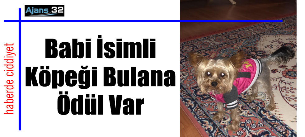 Babi İsimli Köpeği Bulana Ödül Var