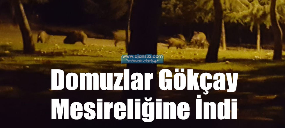 Domuzlar Gökçay Mesireliğine İndi