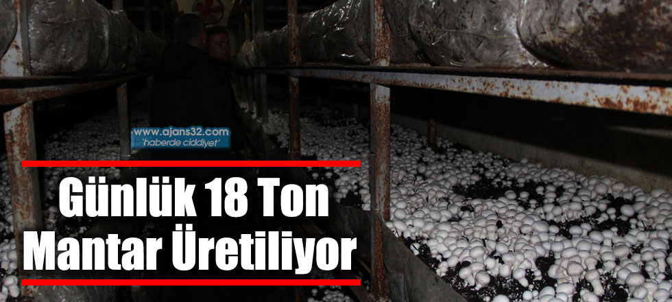 Günlük 18 Ton Mantar Üretiliyor