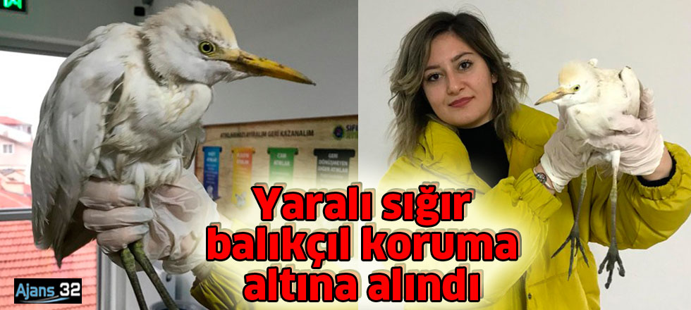 Yaralı sığır balıkçıl  koruma altına alındı