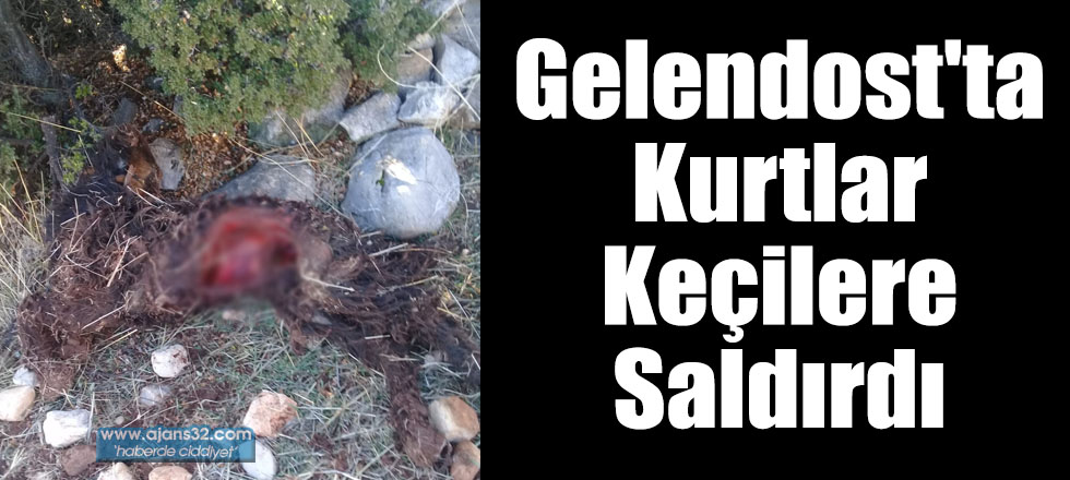 Gelendost'ta Kurtlar Keçilere Saldırdı