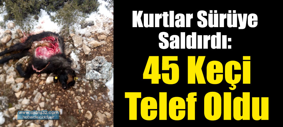 Kurtlar Sürüye Saldırdı: 45 Keçi Telef Oldu