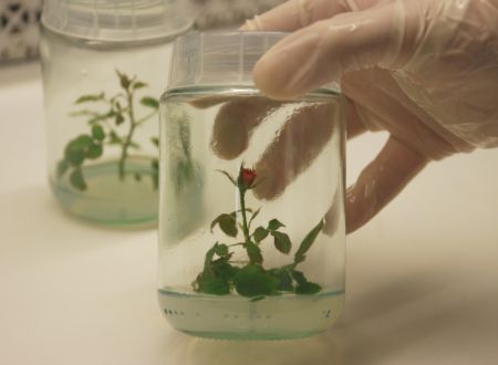 Cam İçinde Canlı Gül