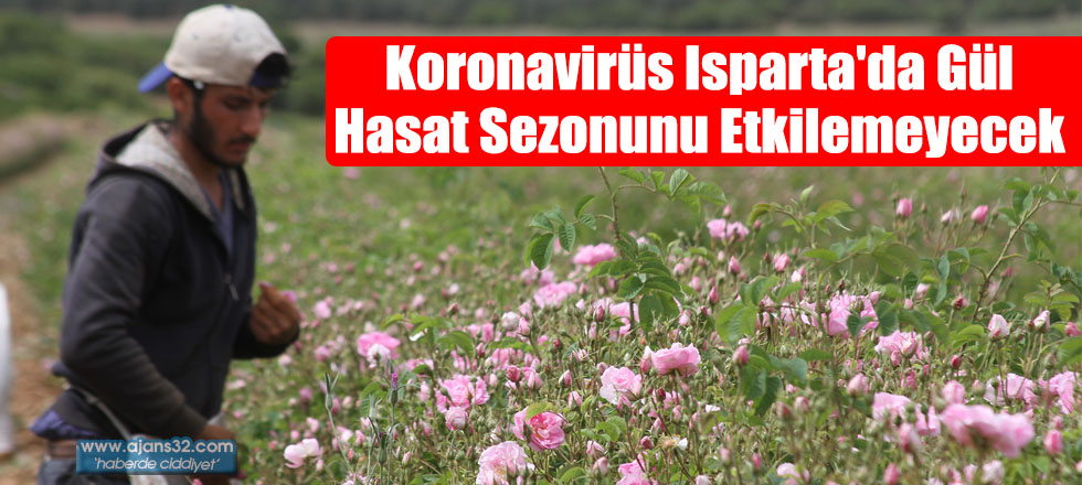 Koronavirüs Isparta'da Gül Hasat Sezonunu Etkilemeyecek