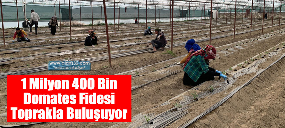 1 Milyon 400 Bin Domates Fidesi Toprakla Buluşuyor