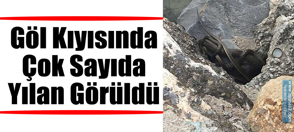 Göl Kıyısında Çok Sayıda Yılan Görüldü