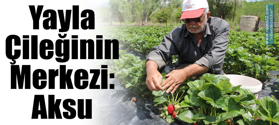 Yayla Çileğinin Merkezi: Aksu