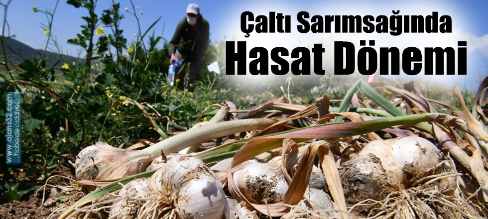 Çaltı Sarımsağında Hasat Dönemi