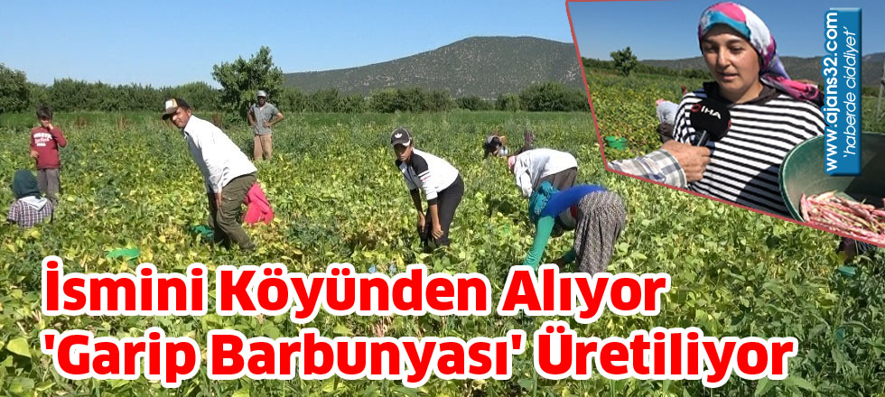 İsmini Köyünden Alıyor 'Garip Barbunyası' üretiliyor