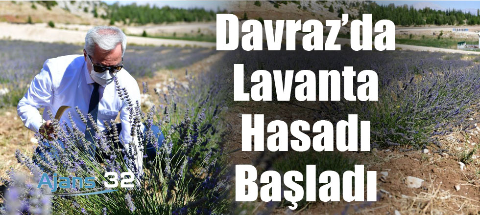 Davraz'da Lavanta Hasadı Başladı