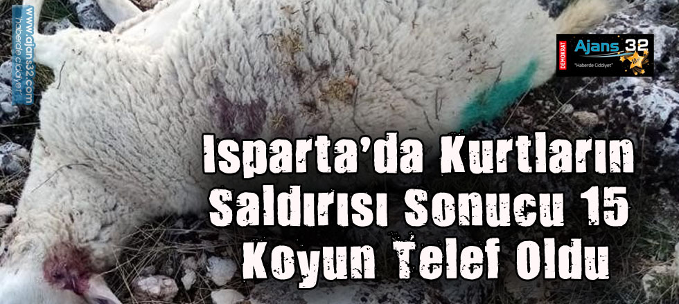 Isparta’da Kurtların Saldırısı Sonucu 15 Koyun Telef Oldu