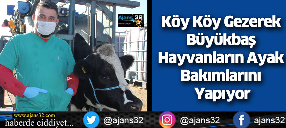 Köy Köy Gezerek Büyükbaş Hayvanların Ayak Bakımlarını Yapıyor