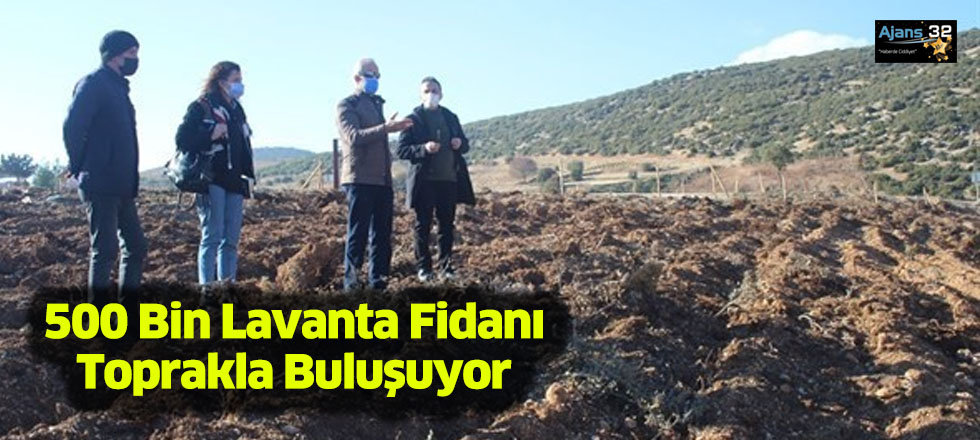 500 Bin Lavanta Fidanı Toprakla Buluşuyor