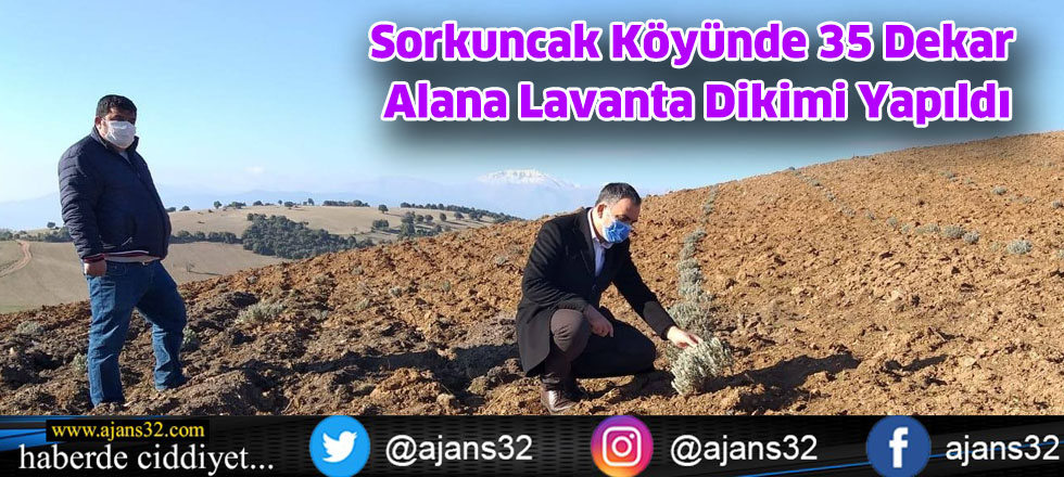 Sorkuncak Köyünde 35 Dekar Alana Lavanta Dikimi Yapıldı