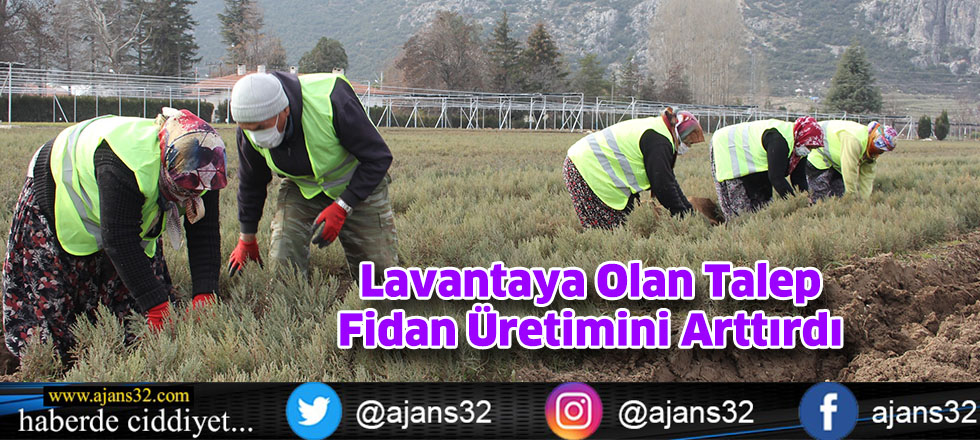 Lavantaya Olan Talep  Fidan Üretimini Arttırdı