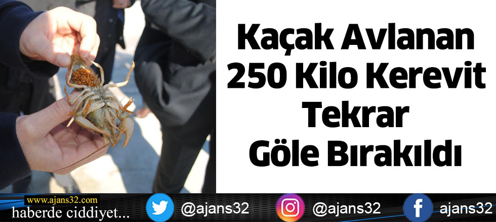 Kaçak Avlanan 250 Kilo Kerevit Tekrar Göle Bırakıldı