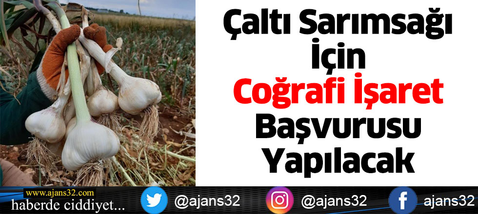 Çaltı Sarımsağı İçin Coğrafi İşaret Başvurusu Yapılacak