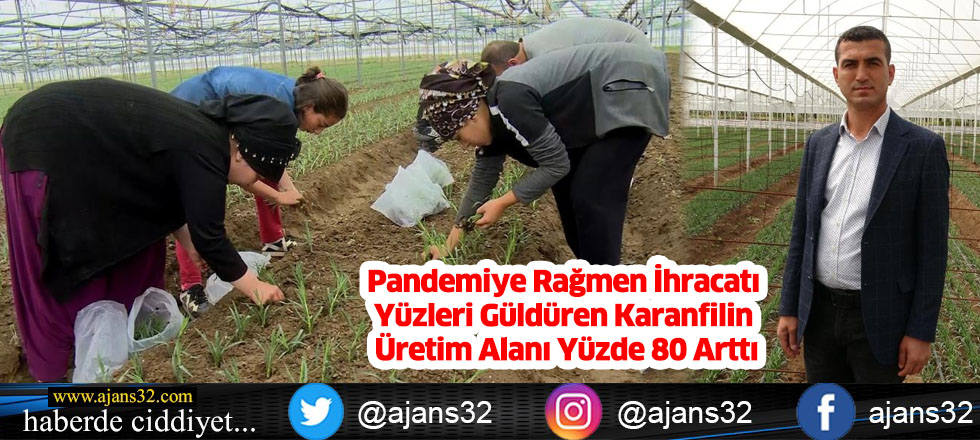 Pandemiye Rağmen İhracatı Yüzleri Güldüren Karanfilin Üretim Alanı Yüzde 80 Arttı