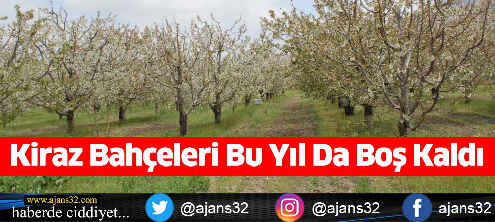 Kiraz Bahçeleri Bu Yıl Da Boş Kaldı