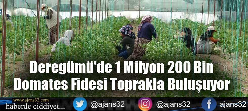 Deregümü'de 1 Milyon 200 Bin Domates Fidesi Toprakla Buluşuyor