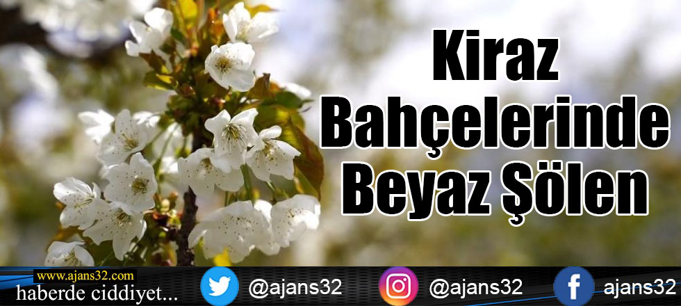 Kiraz Bahçelerinde Beyaz Şölen