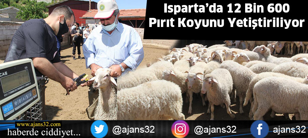 Isparta’da 12 Bin 600 Pırıt Koyunu Yetiştiriliyor