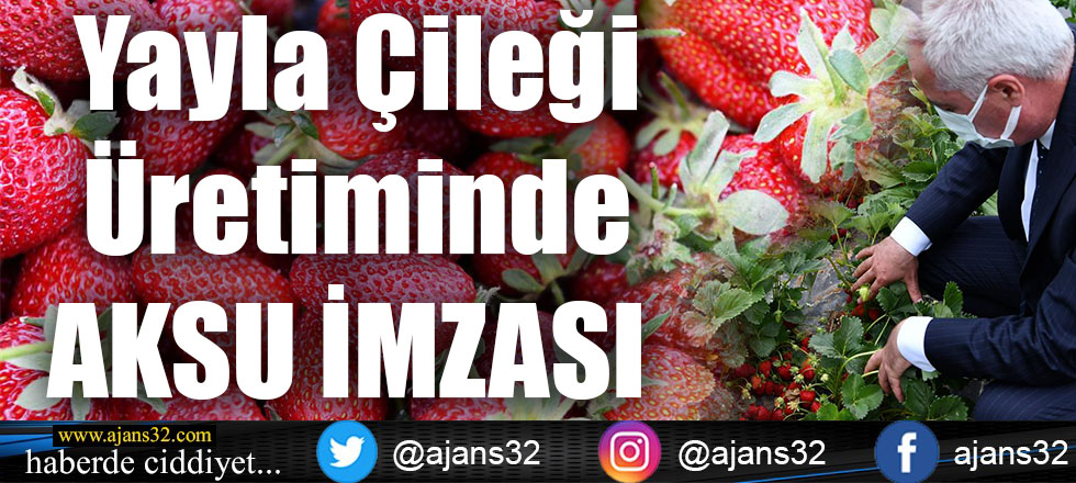 Yayla çileği üretiminde Aksu İmzası