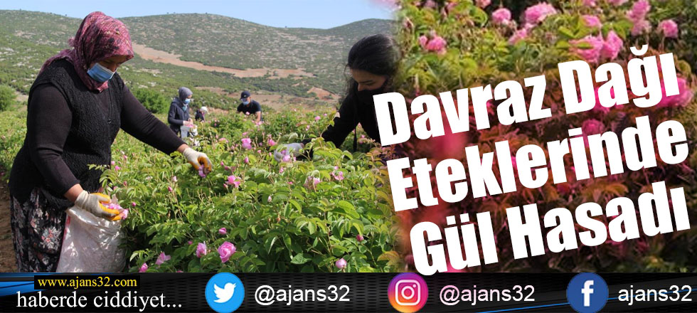 Davraz Dağı Eteklerinde Gül Hasadı