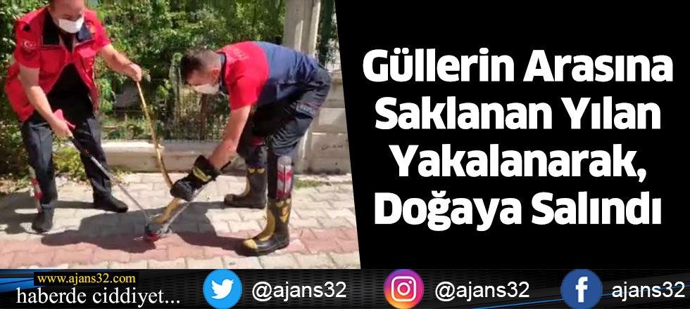 Güllerin Arasına Saklanan Yılan Yakalanarak, Doğaya Salındı