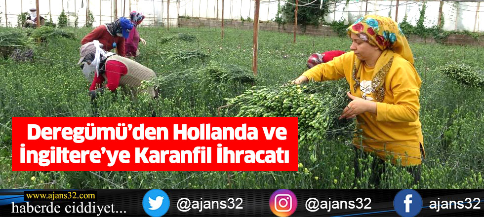 Deregümü’den Hollanda ve İngiltere’ye Karanfil İhracatı