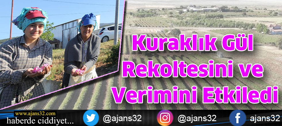 Kuraklık Gül Rekoltesini ve Verimini Etkiledi