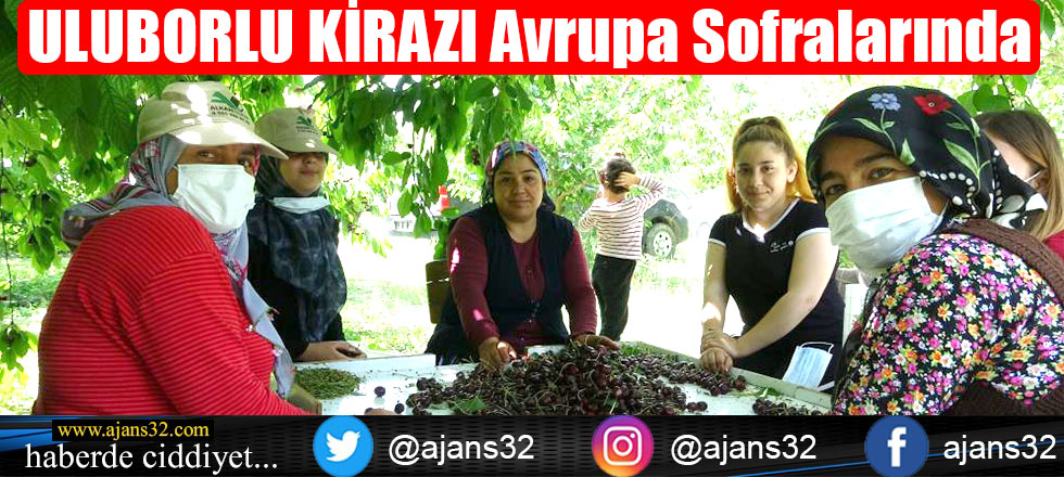 ULUBORLU KİRAZI Avrupa Sofralarında