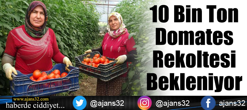 10 Bin Ton Domates Rekoltesi Bekleniyor