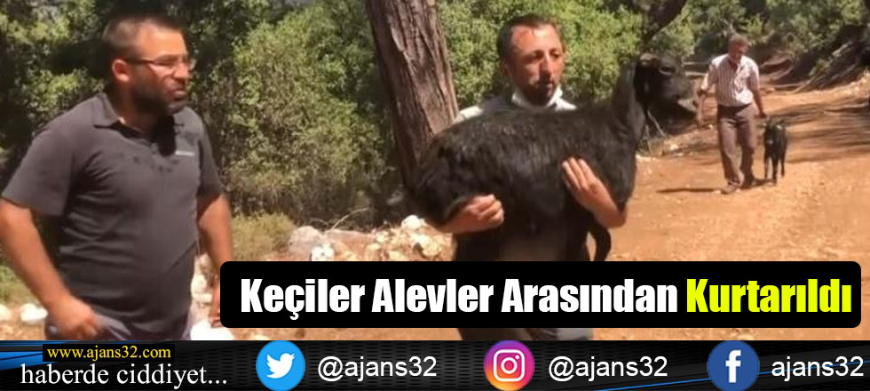 Keçiler Alevler Arasından Kurtarıldı