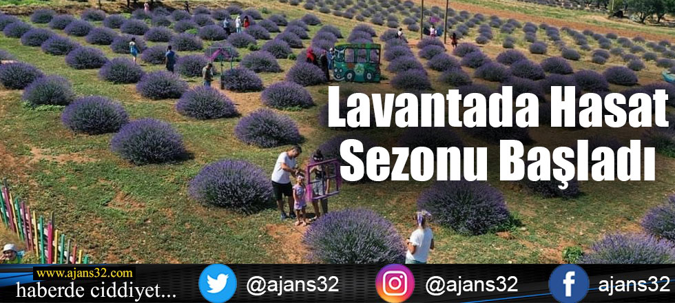 Lavantada Hasat Dönemi Başladı