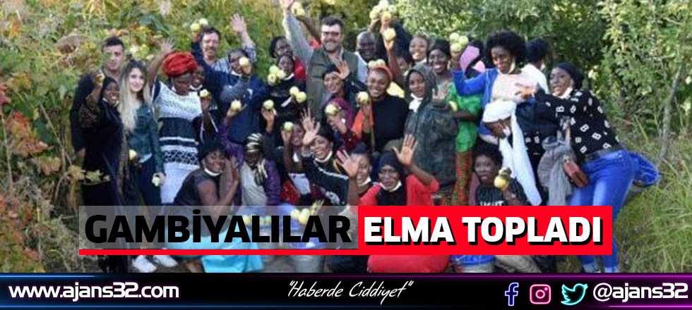 Gambiyalılar Elma Topladı